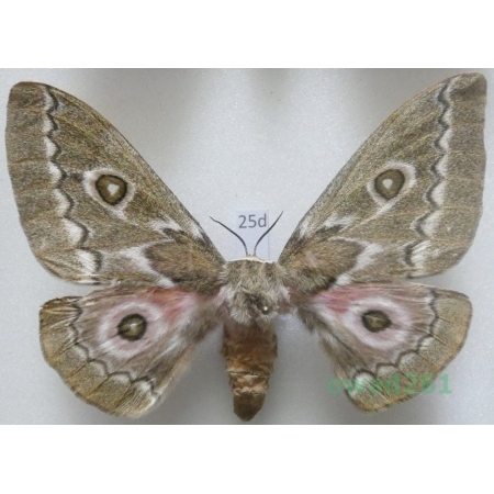 Gonimbrasia tyrrhea (Cramer, 1775) female ex. ovo South Africa 86mm25d